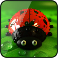 Ladybug Live Wallpaper 1.0