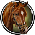 Arabian Horse Wallpaper 1.01