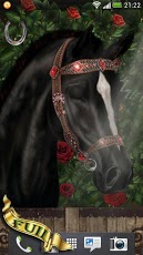 Arabian Horse Wallpaper