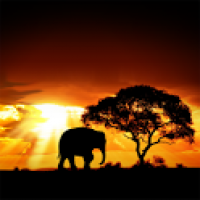 African Sunset LiveWallpaper! 1.4