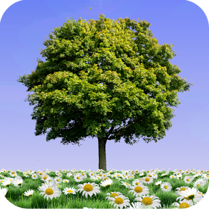 Summer Trees Live Wallpaper 1.12