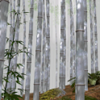 Bamboo Forest 3D 1.3