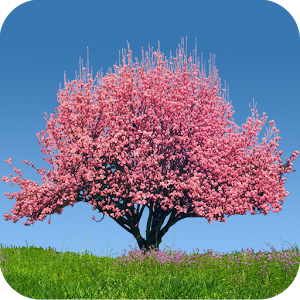 Spring Trees Live Wallpaper 2.01