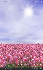 Tulip Field Live Wallpaper