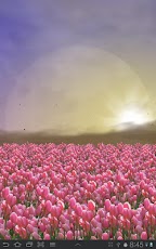 Tulip Field Live Wallpaper