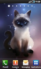 Siamese Cat