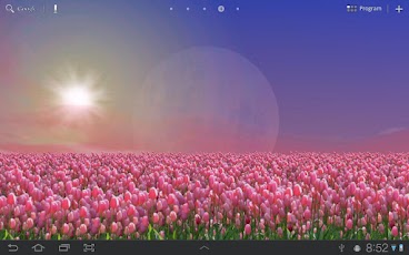 Tulip Field Live Wallpaper