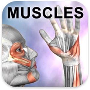 Learn Muscles: Anatomy 1.4.2
