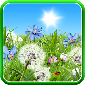 Summer Flowers Wallpaper 1.0.1