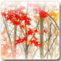 Maple Leaf Live Wallpaper 1.3