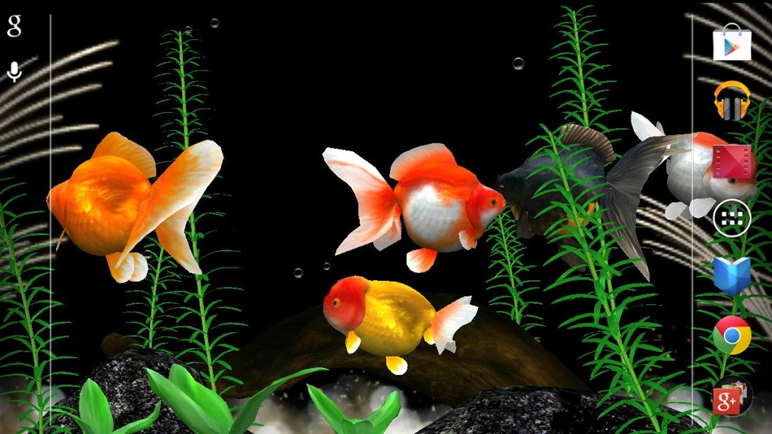 Gold Fish 3D Live Wallpaper