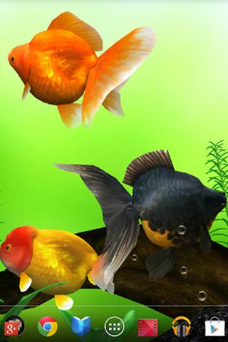 Gold Fish 3D Live Wallpaper