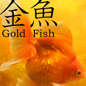 Gold Fish 3D Live Wallpaper 1.0.9