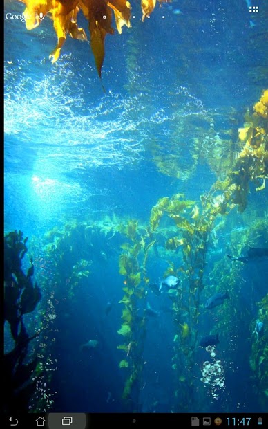 Under Water Scene HD