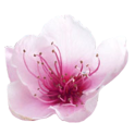 Plum Blossoms Live Wallpaper 2.1