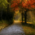 Rain In Autumn Live Wallpaper 4.0