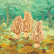 Morels 1.20.02