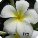 Kauai Flowers Pro 1.2.0