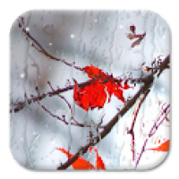 Blurry Frozen Window (adfree) 1.0.1