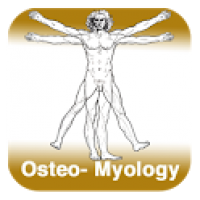 Anatomy - Osteo-Myology